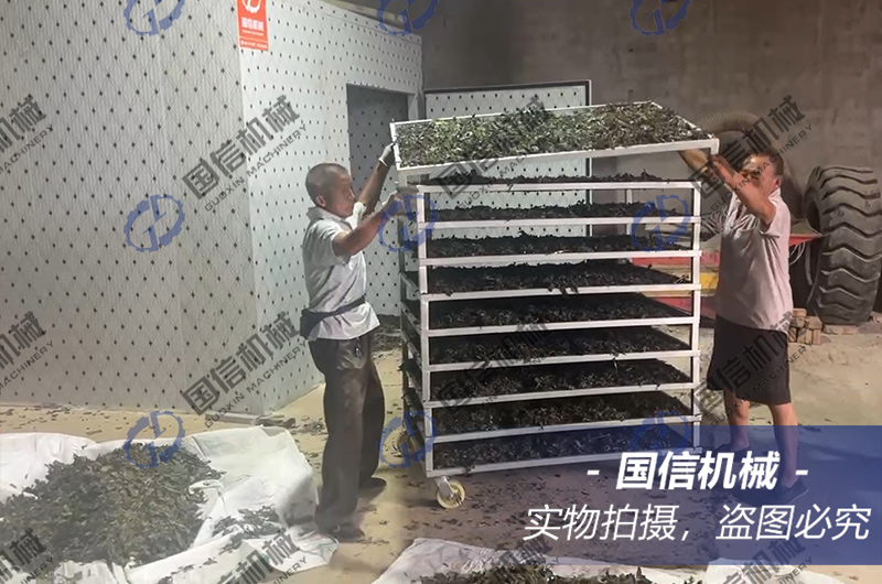 河北紫苏叶烘干现场