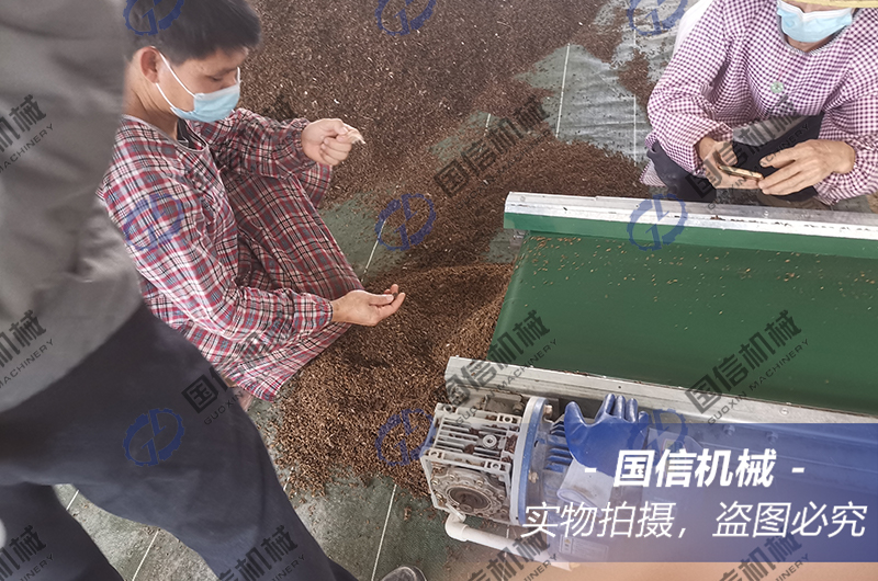 广东阳江黑水虻烘干现场