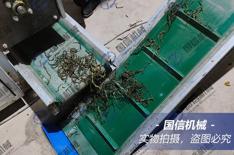 云南保山豆角烘干现场